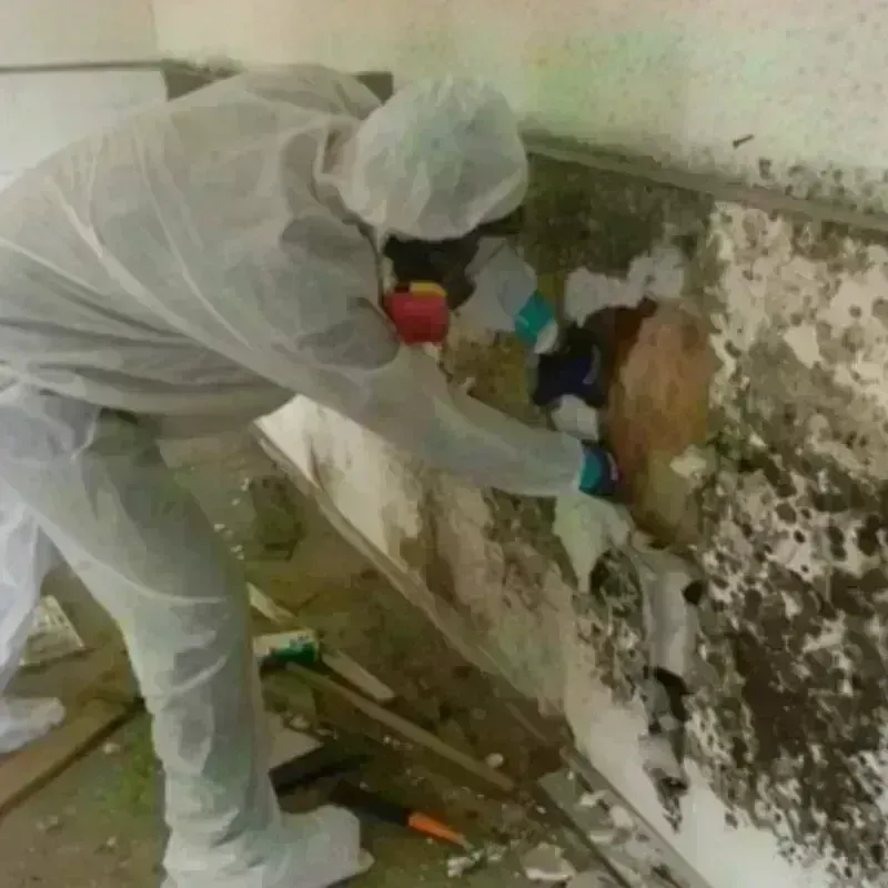 Mold Remediation and Removal in Lawnside, NJ